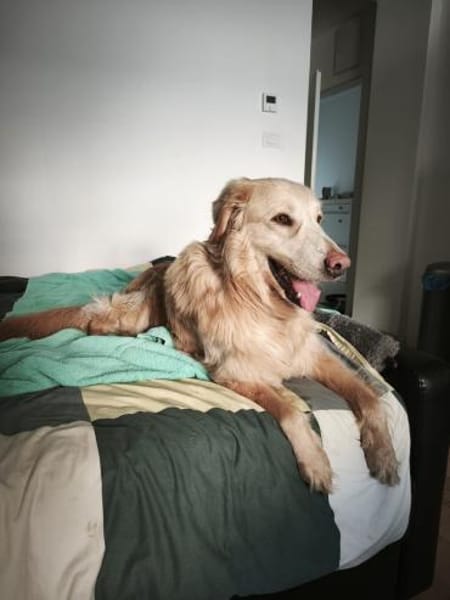 Golden Retriever Raffi sucht ein Zuhause