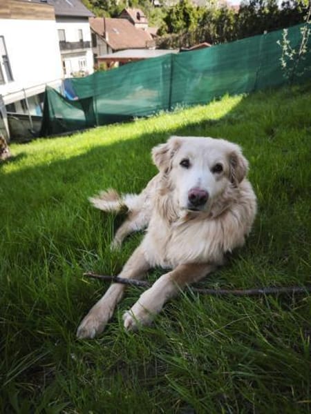 Golden Retriever Raffi sucht ein Zuhause