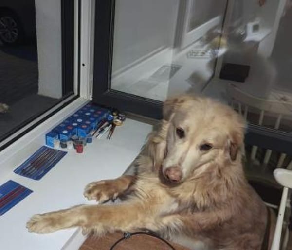 Golden Retriever Raffi sucht ein Zuhause