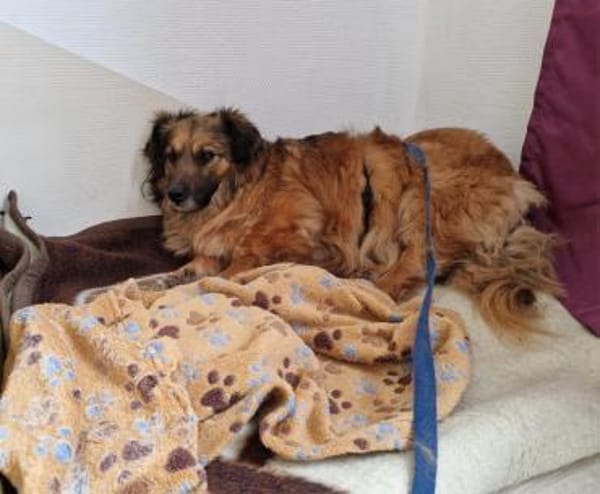 Muffin, ein Seelenhund sucht sein Glück