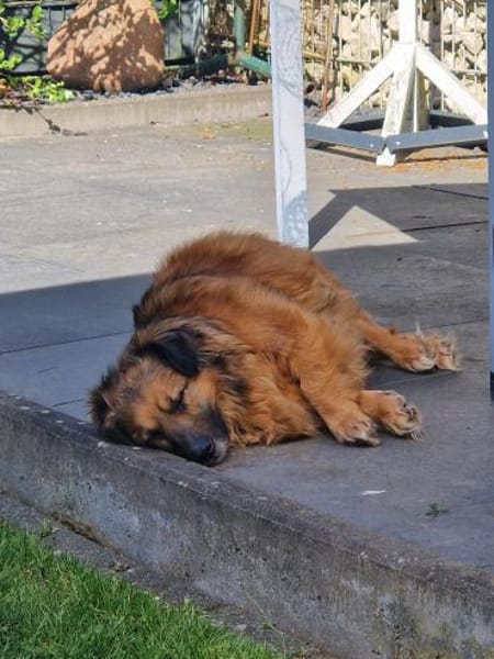 Muffin, ein Seelenhund sucht sein Glück