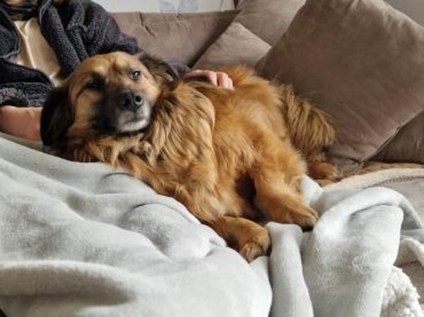 Muffin, ein Seelenhund sucht sein Glück