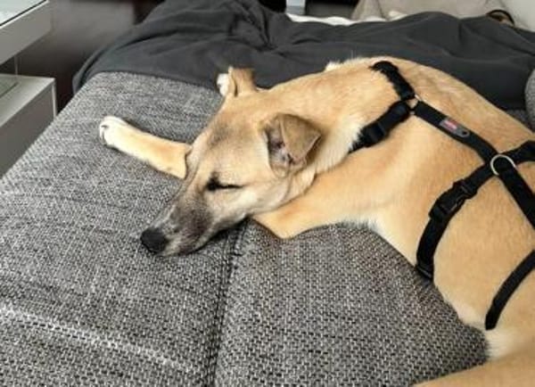 Elli sucht ihre Familie