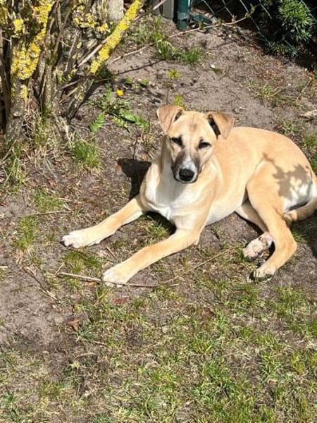 Elli sucht ihre Familie