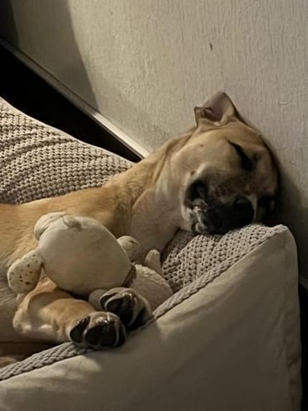 Elli sucht ihre Familie