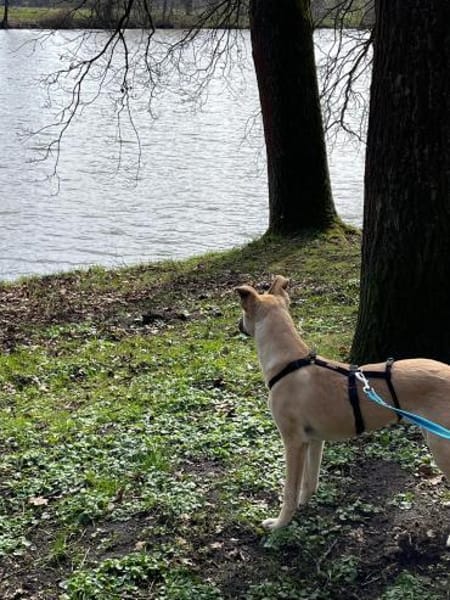 Elli sucht ihre Familie