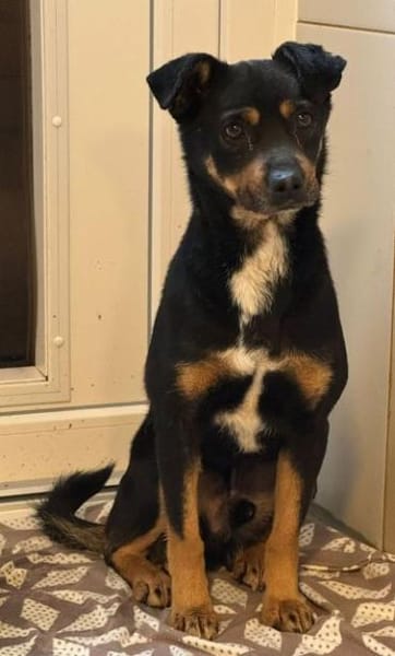 OLIVER-lieber,dreifarbiger Rüde, 42 cm