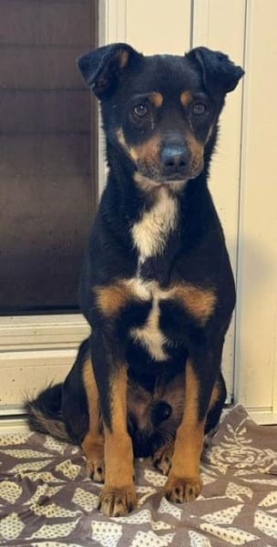 OLIVER-lieber,dreifarbiger Rüde, 42 cm