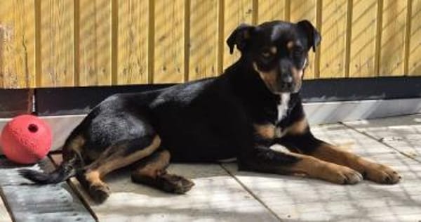 OLIVER-lieber,dreifarbiger Rüde, 42 cm