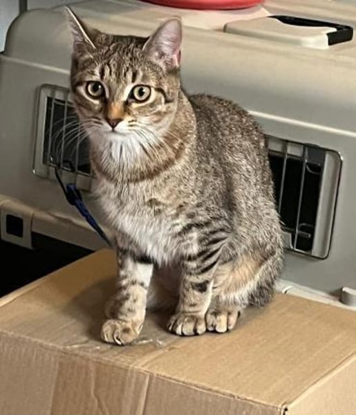 Dina u. Daisy suchen liebevolles Zuhause