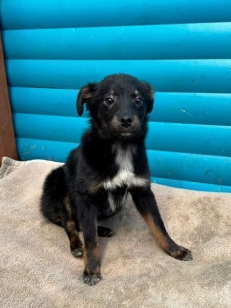 BAMBU-entzückende, süße Welpen-Hündin