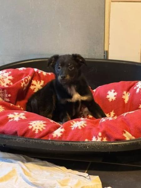 BAMBU-entzückende, süße Welpen-Hündin