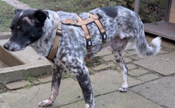 Darf Rocky nochmal ankommen?