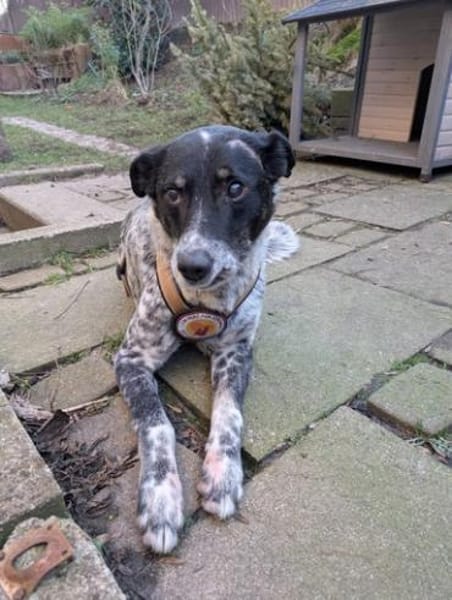 Darf Rocky nochmal ankommen?