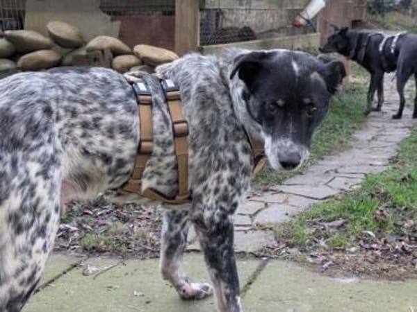 Darf Rocky nochmal ankommen?