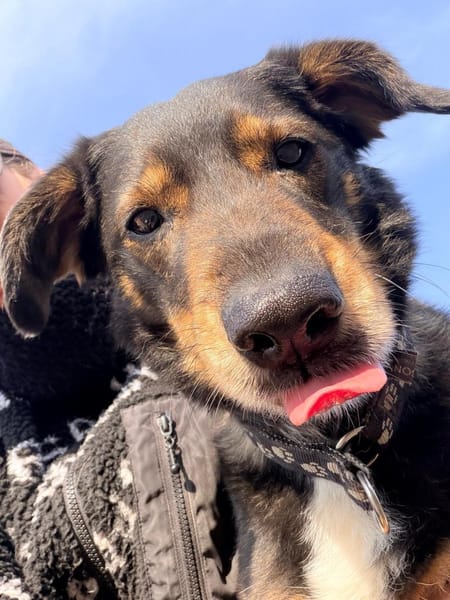 Rocky der Kuschelbär