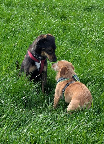 Rocky der Kuschelbär