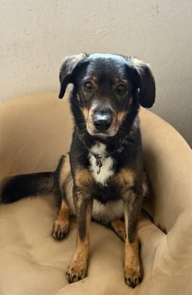 Rocky der Kuschelbär