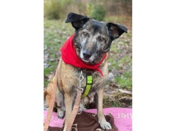 Camina - wartet in 91489 Wilhelmsdorf