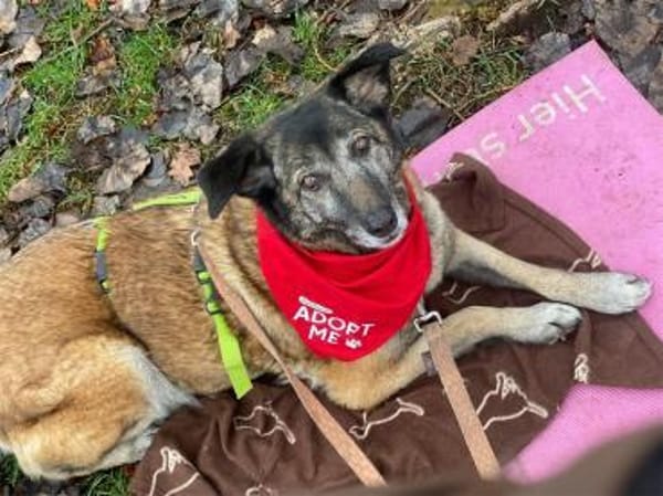 Camina - wartet in 91489 Wilhelmsdorf