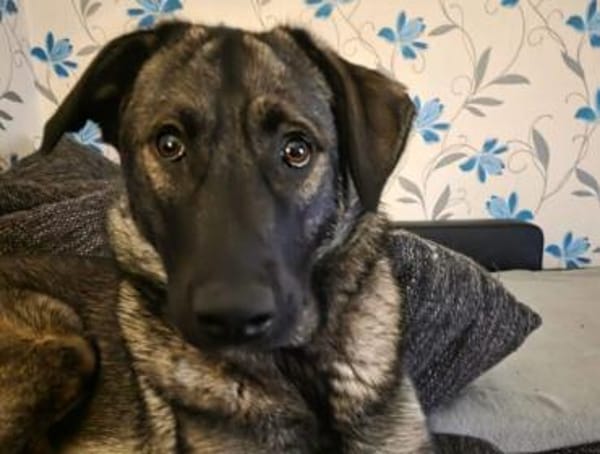 Zuhause gesucht für Kayla