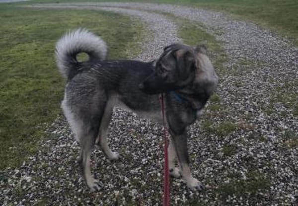 Zuhause gesucht für Kayla