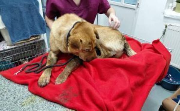 Wer schenkt Sven ein Zuhause?