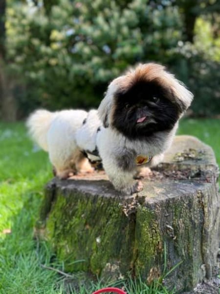 Eduard sucht Pekinesen-Liebhaber