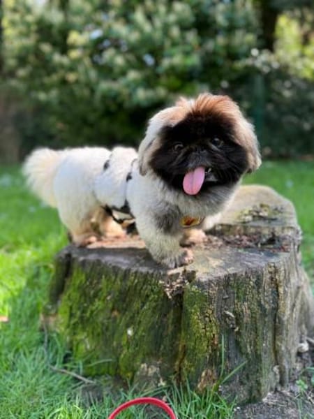 Eduard sucht Pekinesen-Liebhaber