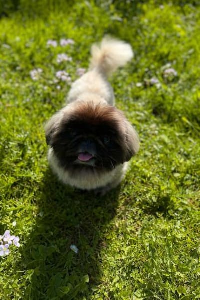 Eduard sucht Pekinesen-Liebhaber