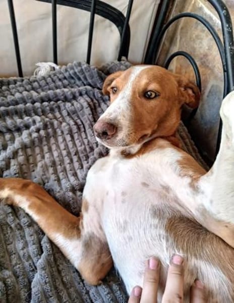 LEO-BEREIT DEIN BESTER FREUND ZU WERDEN