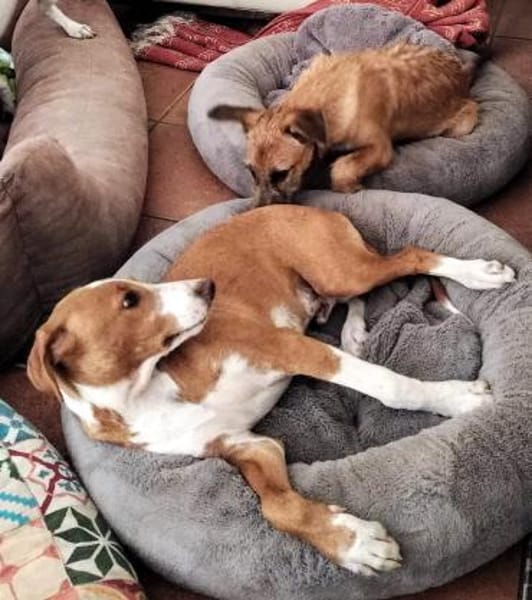 LEO-BEREIT DEIN BESTER FREUND ZU WERDEN