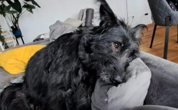 Möchtest du Pineta kennenlernen?