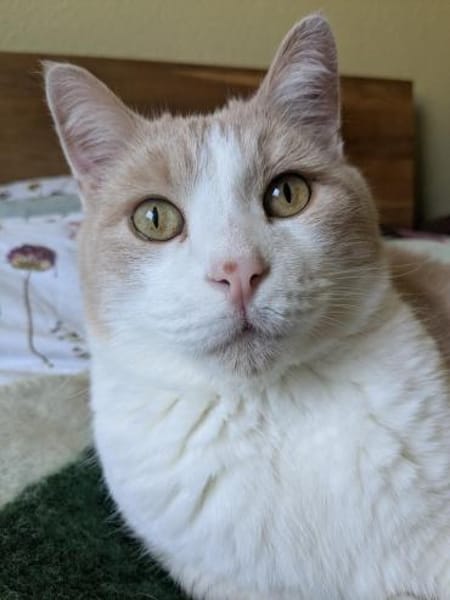 Quinn sucht liebevolle Dosenöffner