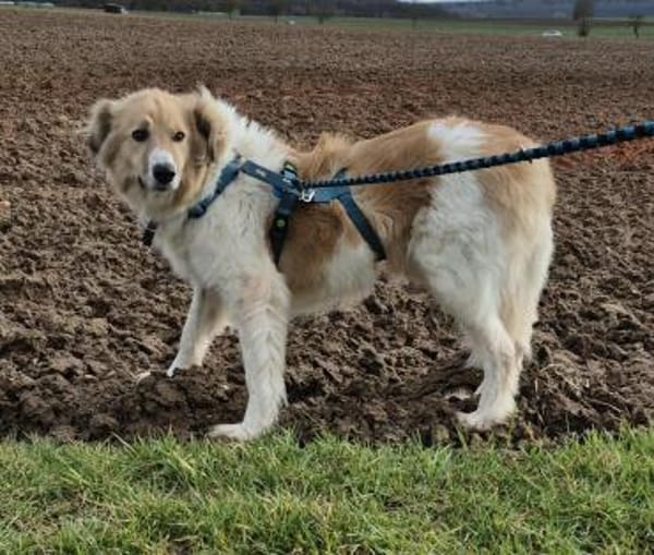 NOAH auf Pflegestelle in 65... Hünfelden