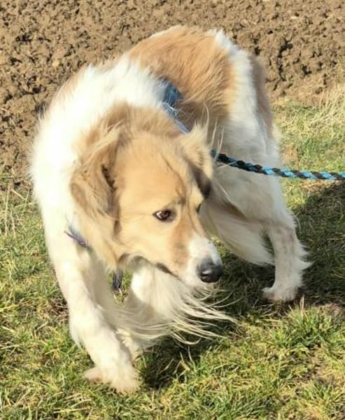 NOAH auf Pflegestelle in 65... Hünfelden