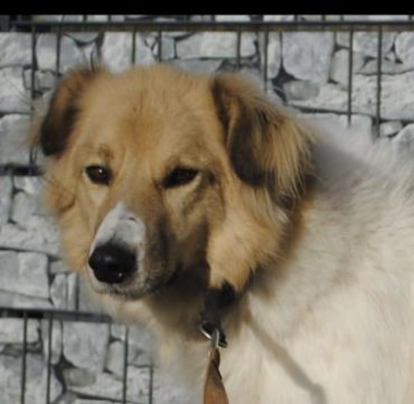 NOAH auf Pflegestelle in 65... Hünfelden