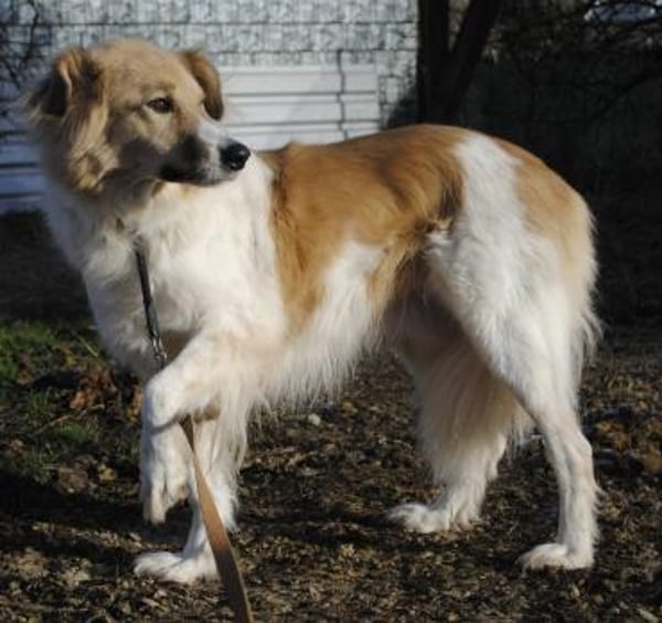 NOAH auf Pflegestelle in 65... Hünfelden