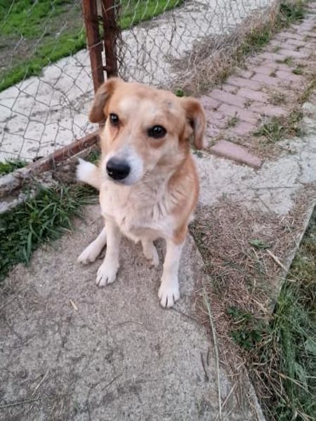 Nele, Zuckerschnute sucht ihre Menschen