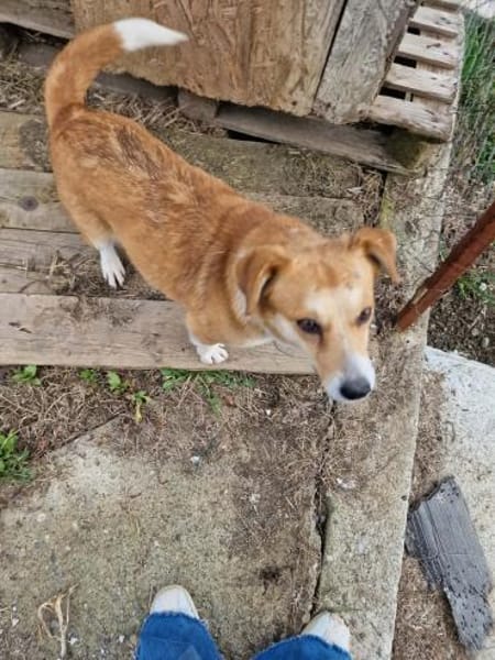 Nele, Zuckerschnute sucht ihre Menschen