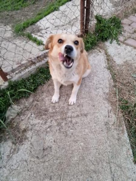 Nele, Zuckerschnute sucht ihre Menschen