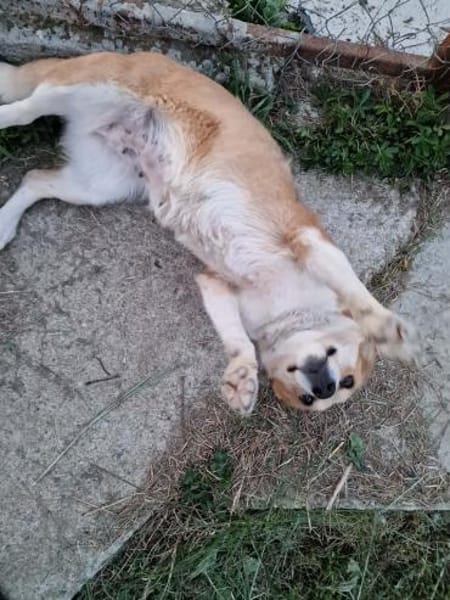 Nele, Zuckerschnute sucht ihre Menschen