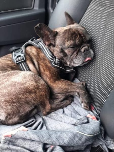 Angel - Vermittlungshilfe