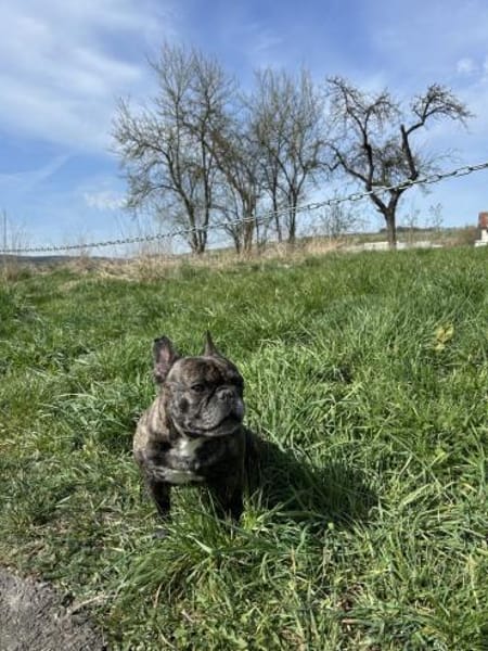 Angel - Vermittlungshilfe