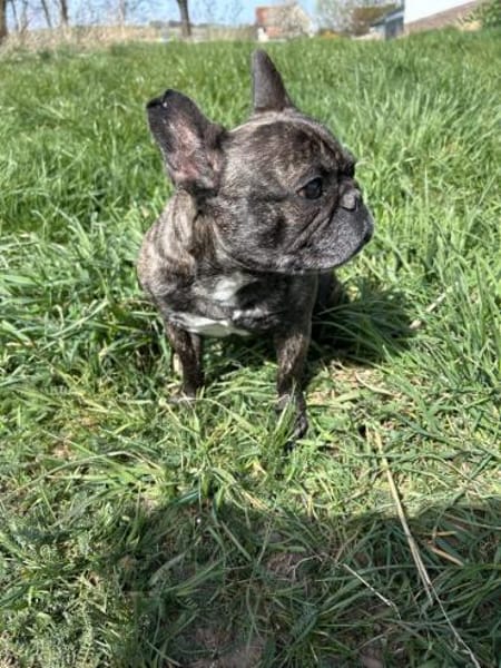 Angel - Vermittlungshilfe