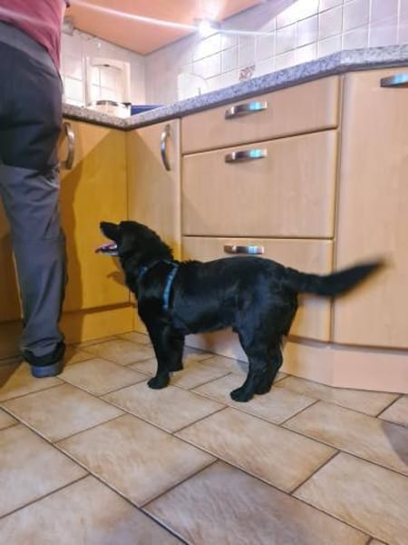 HUGH liebenswerter ,ruhiger Rüde