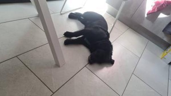 HUGH liebenswerter ,ruhiger Rüde