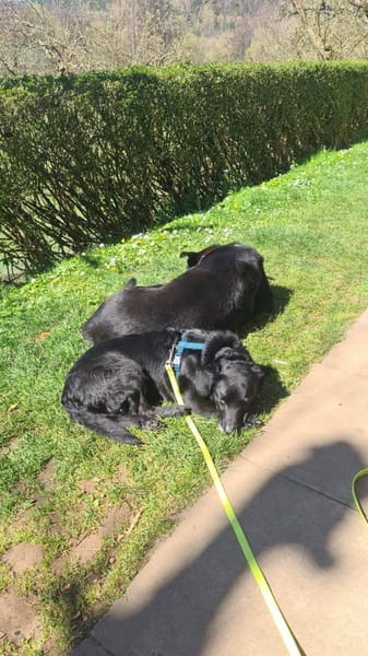 HUGH liebenswerter ,ruhiger Rüde