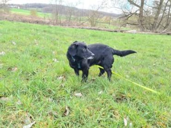 HUGH liebenswerter ,ruhiger Rüde