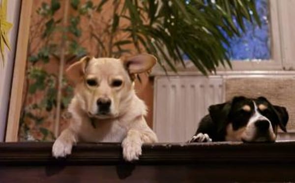 Sintra freut sich auf dich!